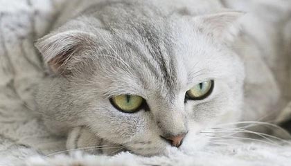 kaiyun.com-火箭首发五人基本确定 豪斯位置恐被戈登顶替